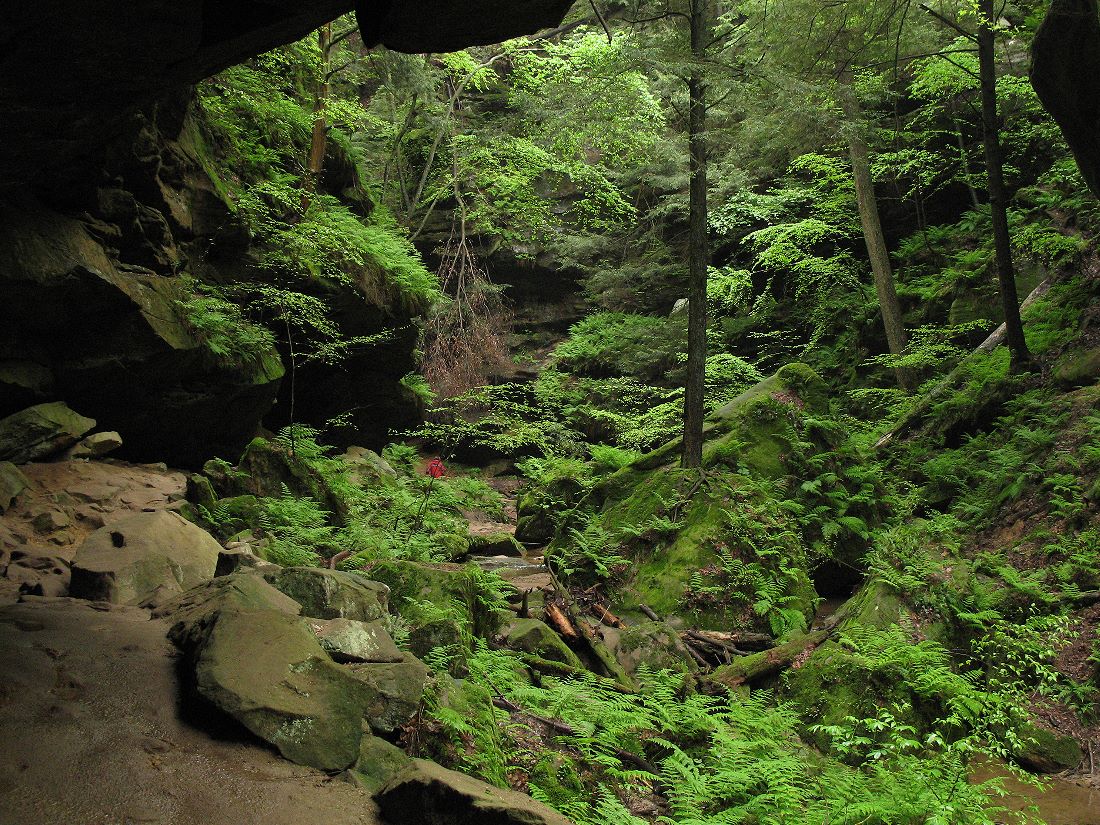 Conkle's Hollow photographes within Hocking Hills State Park displaying a variety of ferns. 